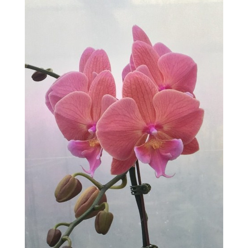 Орхiдея Phal. Hybrid №368 big lip - купити, доставка Україна